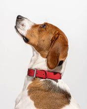 Load image into Gallery viewer, Wild One - Adjustable Waterproof Fashion Dog Collar: Cocoa / SMALL