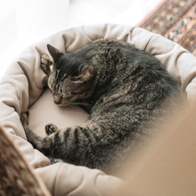 Load image into Gallery viewer, Lambwolf Collective - TAART // Dog Bed - Camel