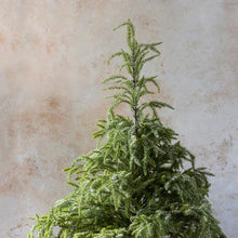 Load image into Gallery viewer, Abigail Ahern - Large Faux Christmas Tree