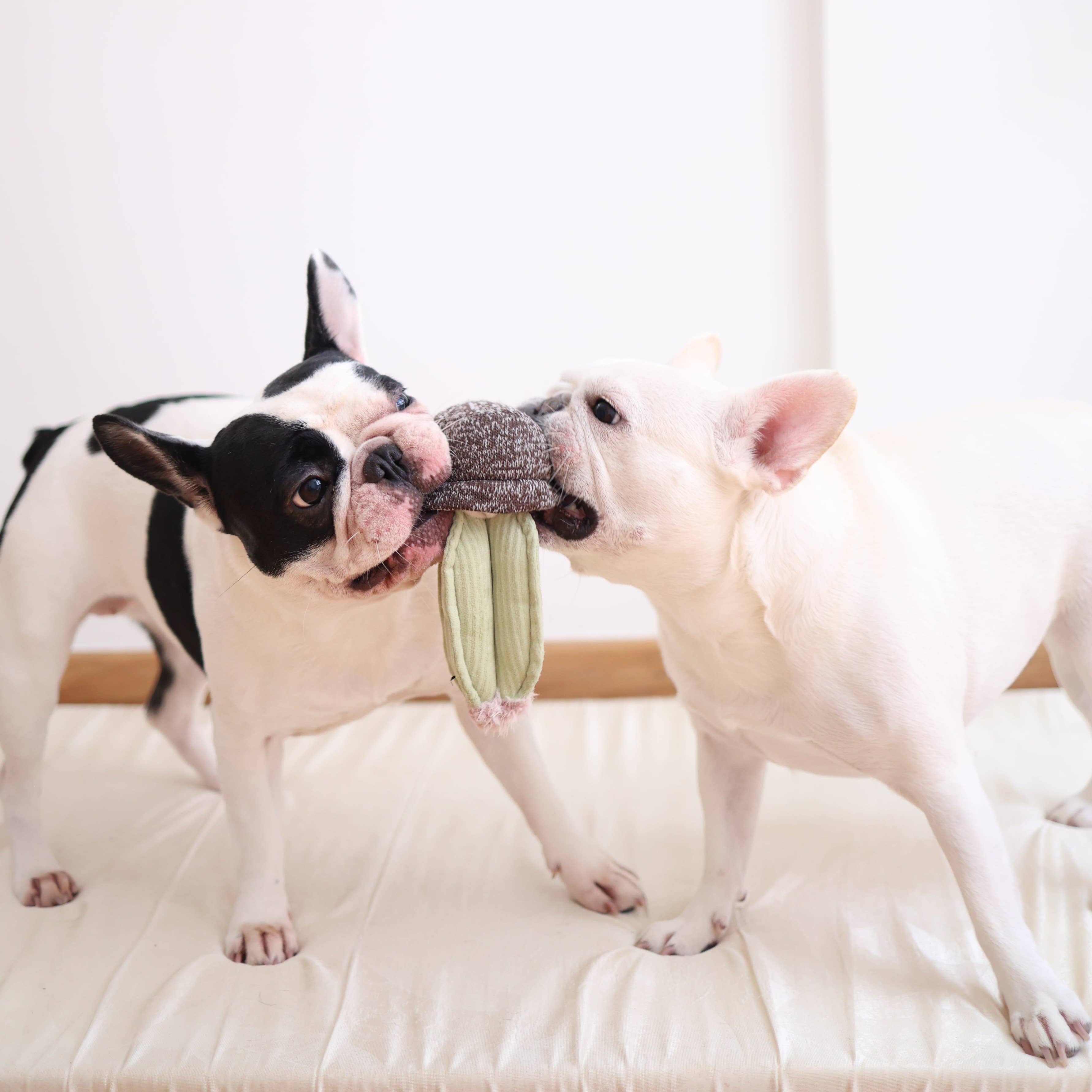 Lambwolf Collective - CACTUS // Enrichment Dog Toy