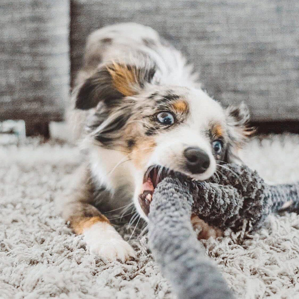 Lambwolf Collective - NOUNOUNOU | Corduroy // Enrichment Dog Toy - Slate