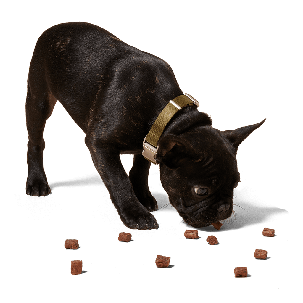 Woof - Love Nuggets