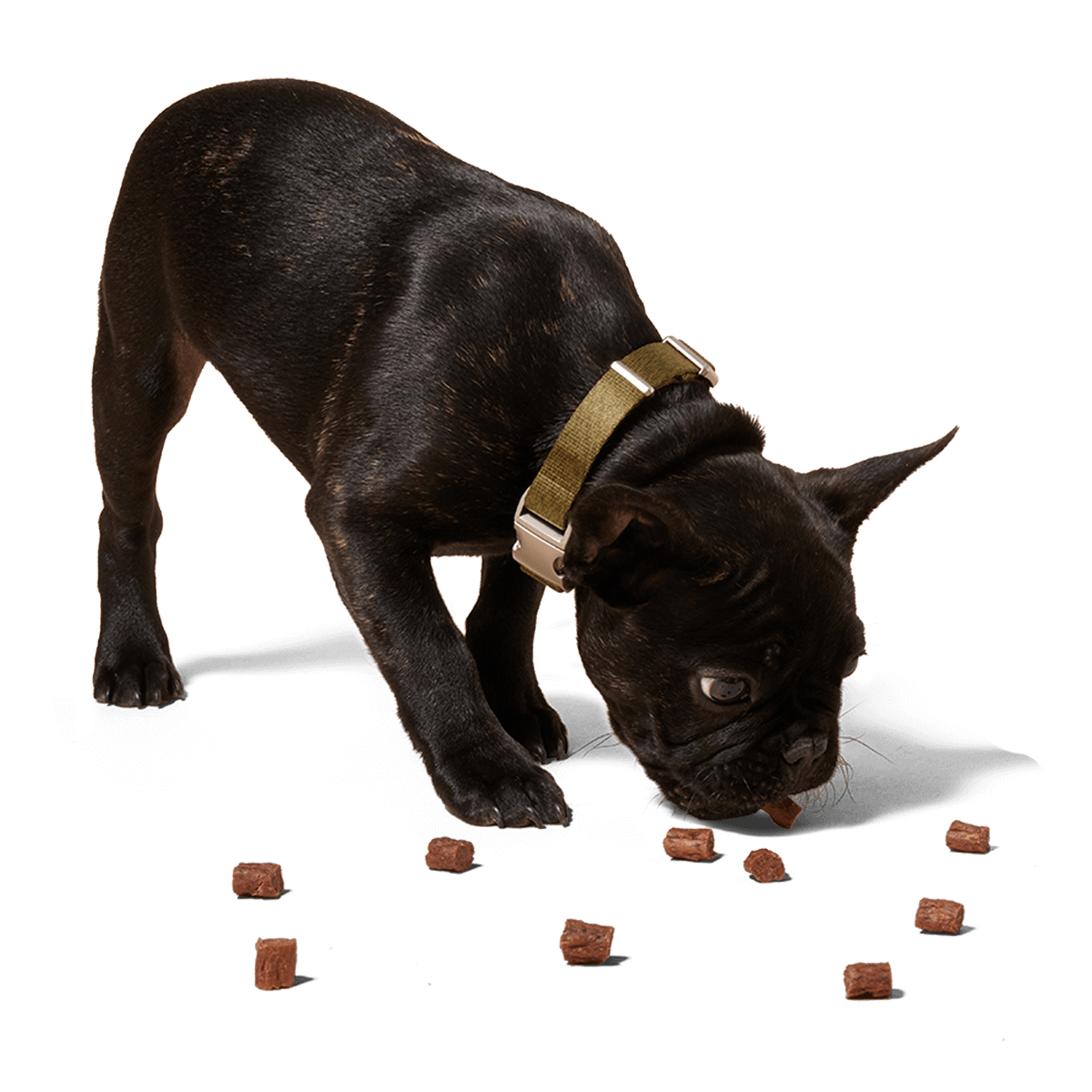 Woof - Love Nuggets