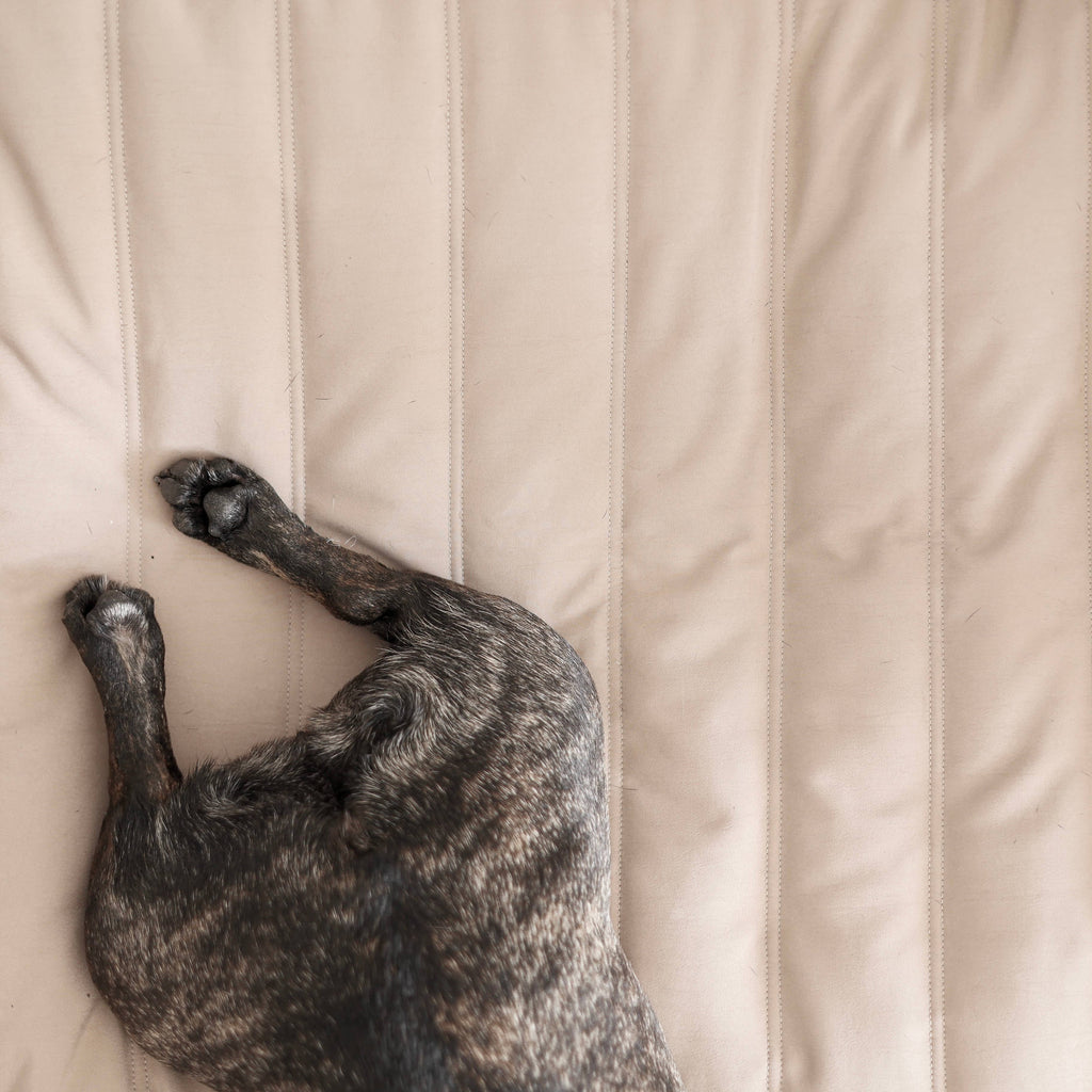 Lambwolf Collective - MAATIN  // Dog Bed - Medium | Camel