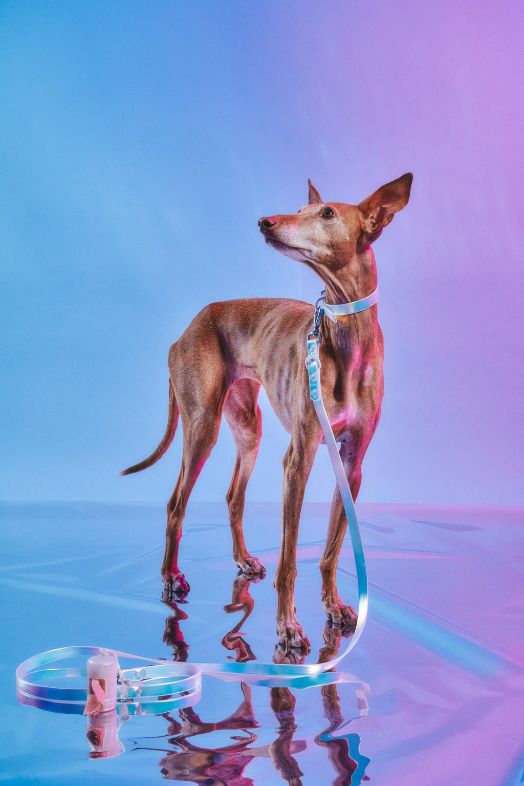 Wild One - Dog Leash - Holographic Lunar NEW!: Small / Holographic Lunar