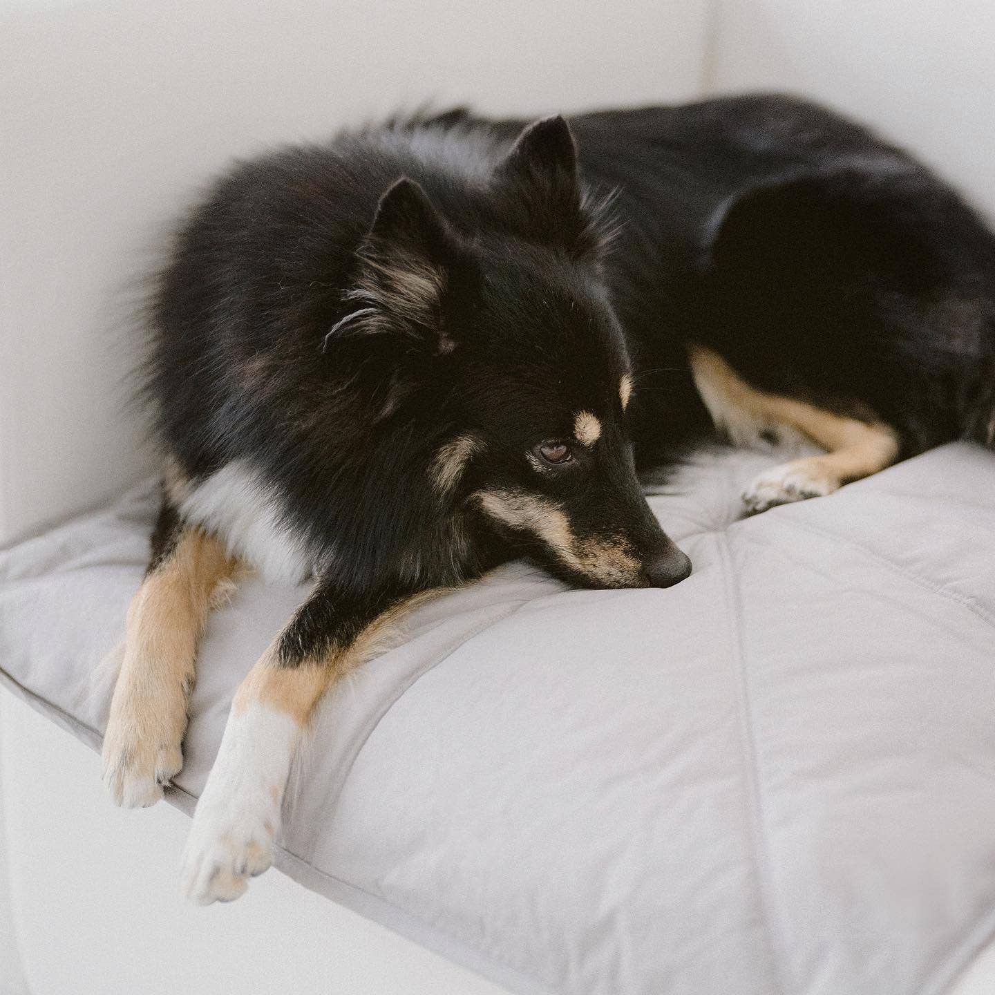 Lambwolf Collective - ORII | Ultralight Pet Travel Mat - Small | Koala