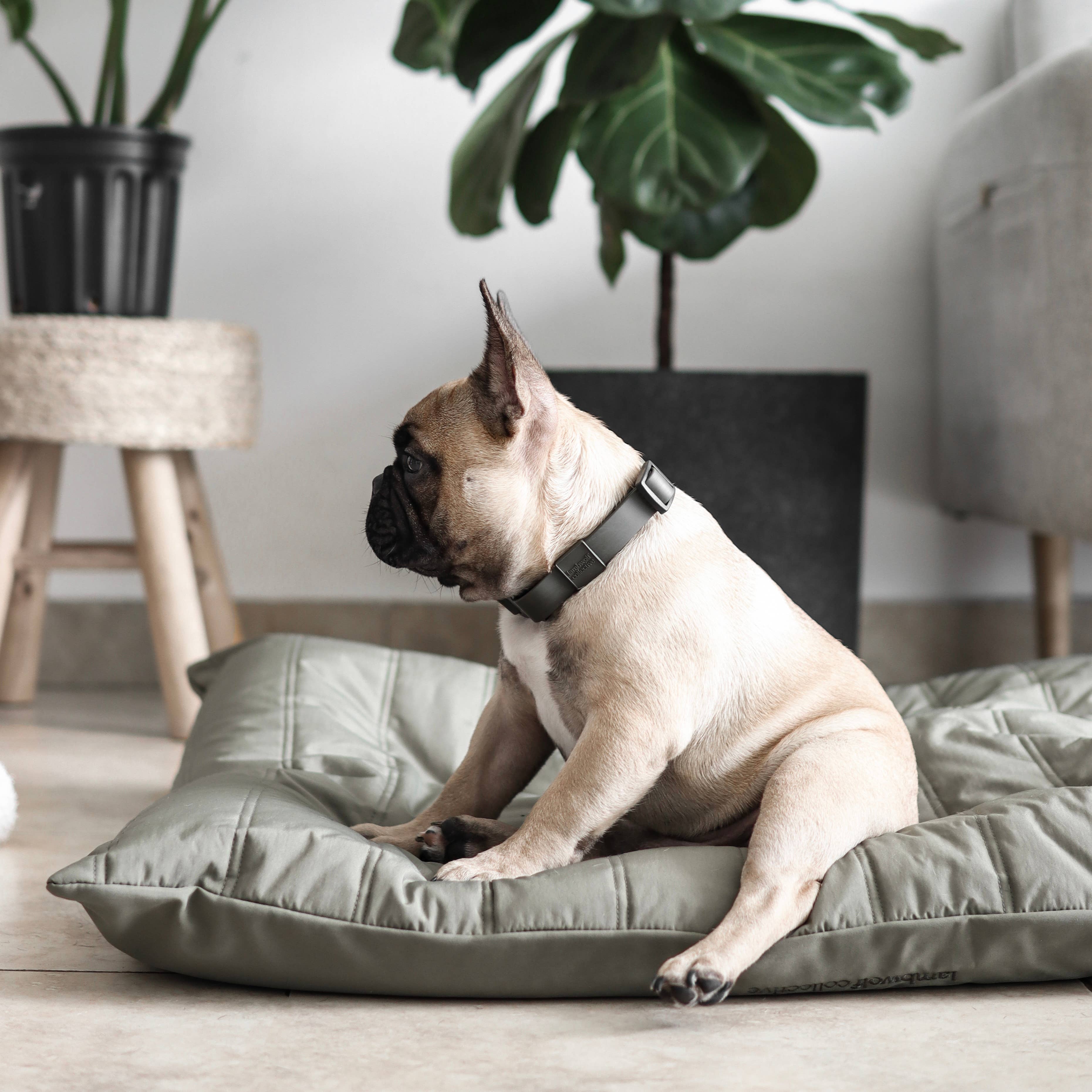 Lambwolf Collective - MAATIN // Dog Bed - Small | Fern
