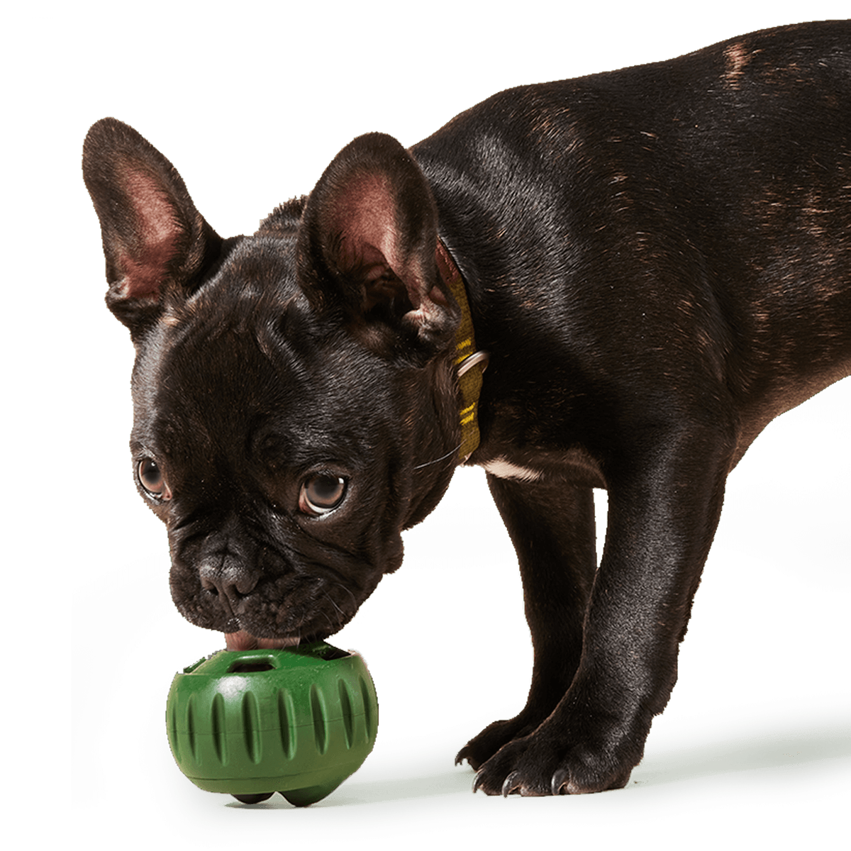 Woof - The Pupsicle - Moss Green: Small