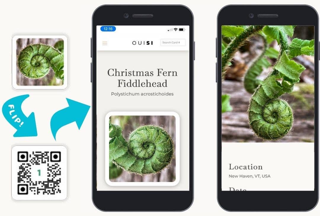 OuiSi Nature: Game of Visual Connection