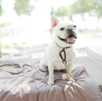 Lambwolf Collective - ORII | Ultralight Pet Travel Mat - Small | Plum