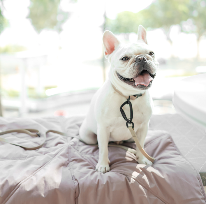 Lambwolf Collective - ORII | Ultralight Pet Travel Mat - Small | Plum