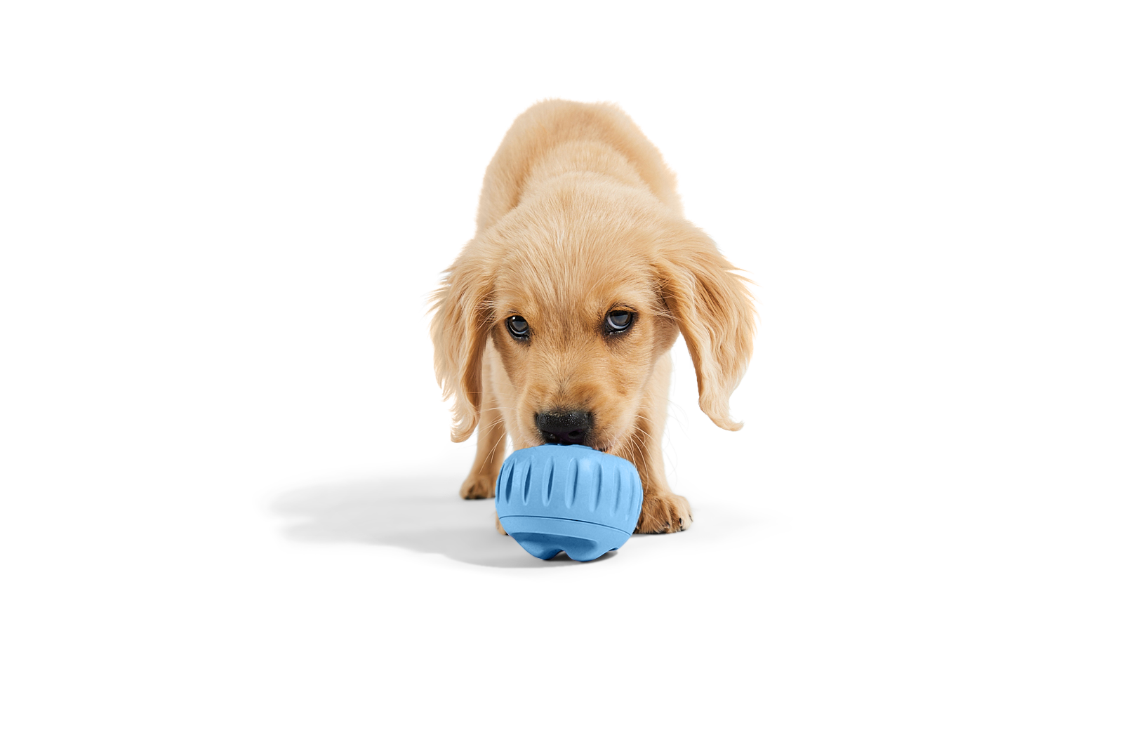 Woof - The Pupsicle - Stockist Exclusive French Blue: Large