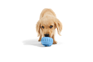 Woof - The Pupsicle - Stockist Exclusive French Blue: X-Large