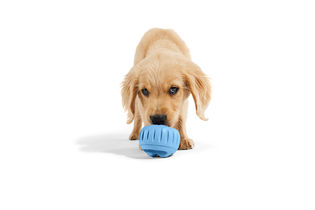 Woof - The Pupsicle - Stockist Exclusive French Blue: Small