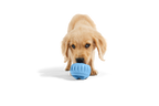 Woof - The Pupsicle - Stockist Exclusive French Blue: Small