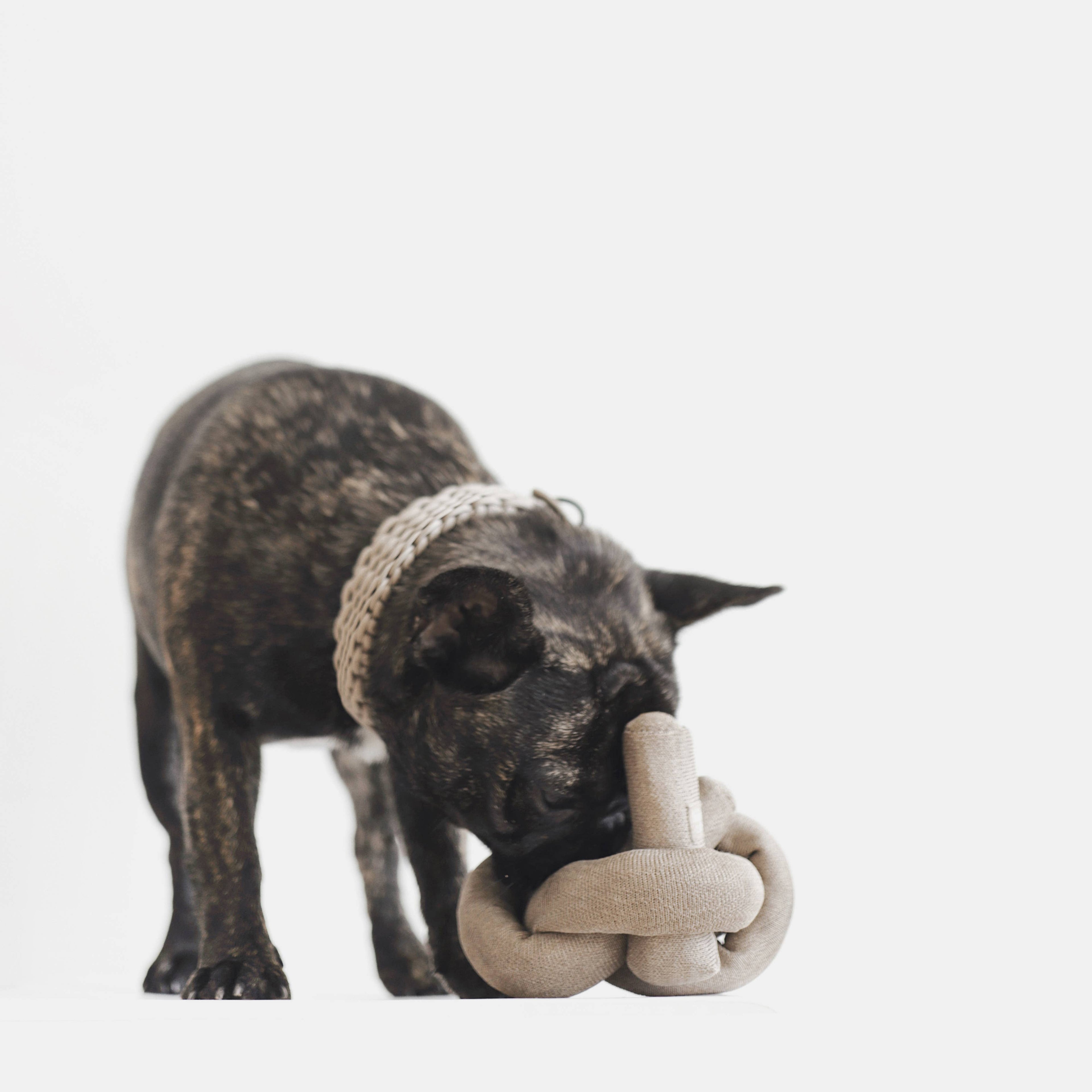 Lambwolf Collective - NOUNOU XX | with Crinkle Clusters // Enrichment Dog Toy - Tan