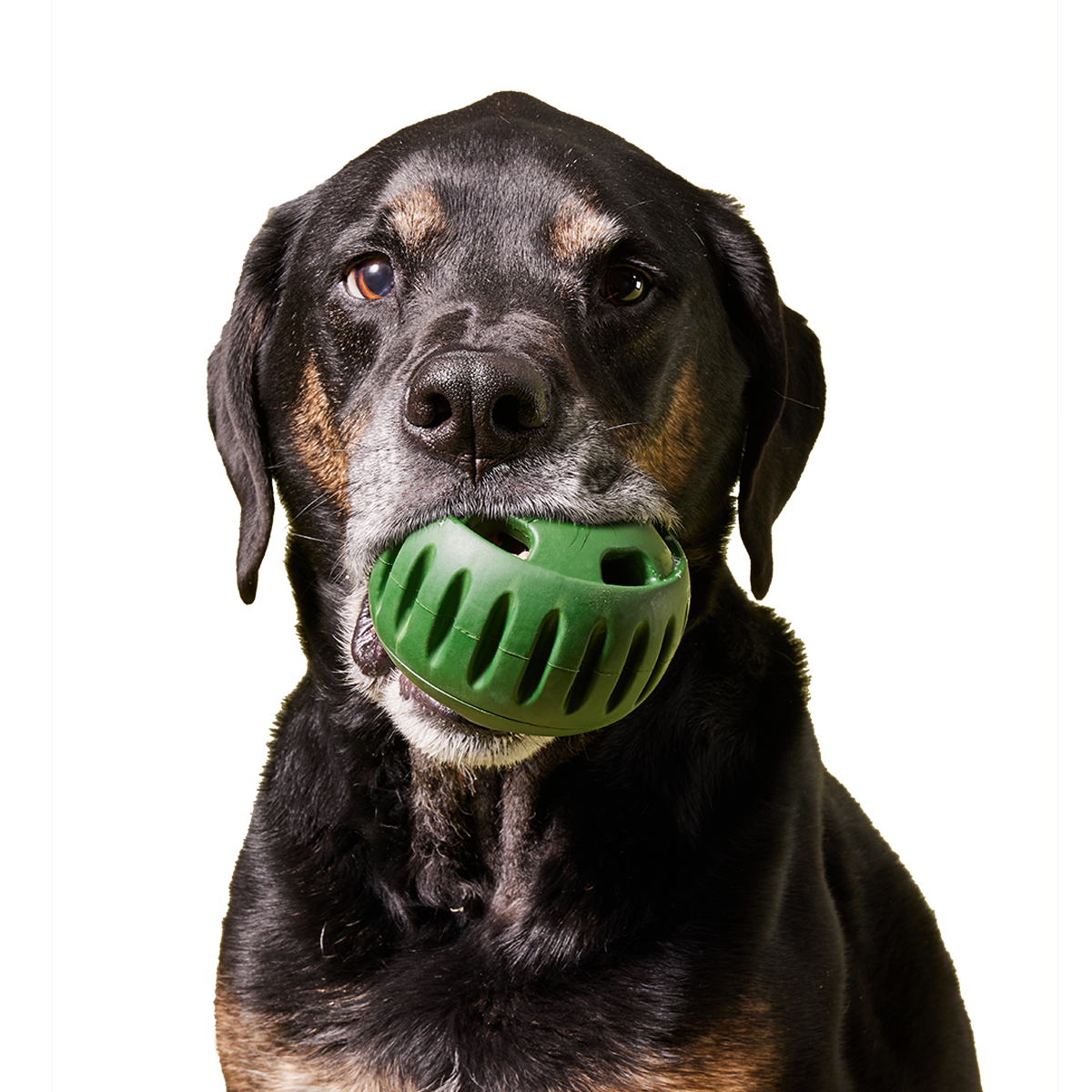 Woof - The Pupsicle - Moss Green: X-Large