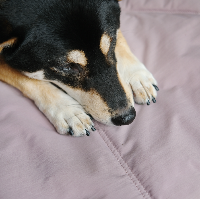 Lambwolf Collective - ORII | Ultralight Pet Travel Mat - Small | Plum