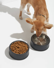 Load image into Gallery viewer, Wild One - Non-Skid Stainless Steel Pet Bowl: SMALL | Spruce
