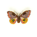 Trovelore Eye Oh Moth Brooch
