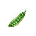 Trovelore Peas Brooch