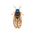Trovelore Periodical Cicada Brooch