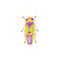 Trovelore Sharpshooter Beetle Brooch
