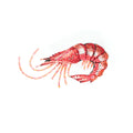 Trovelore True Shrimp Brooch