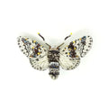 Trovelore Alder Kitten Moth Brooch