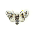 Trovelore Alder Kitten Moth Brooch