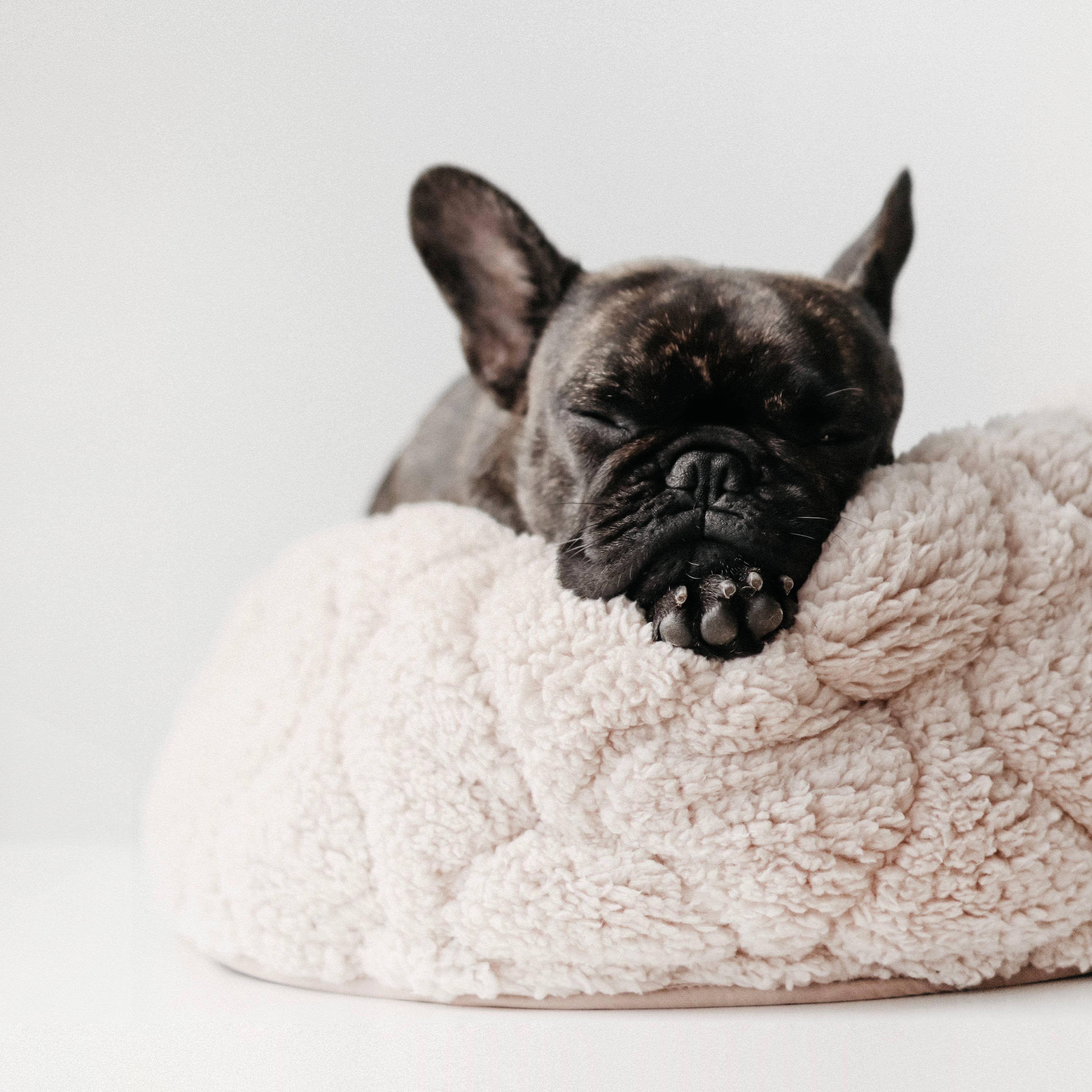 Lambwolf Collective - TAART // Dog Bed - Camel