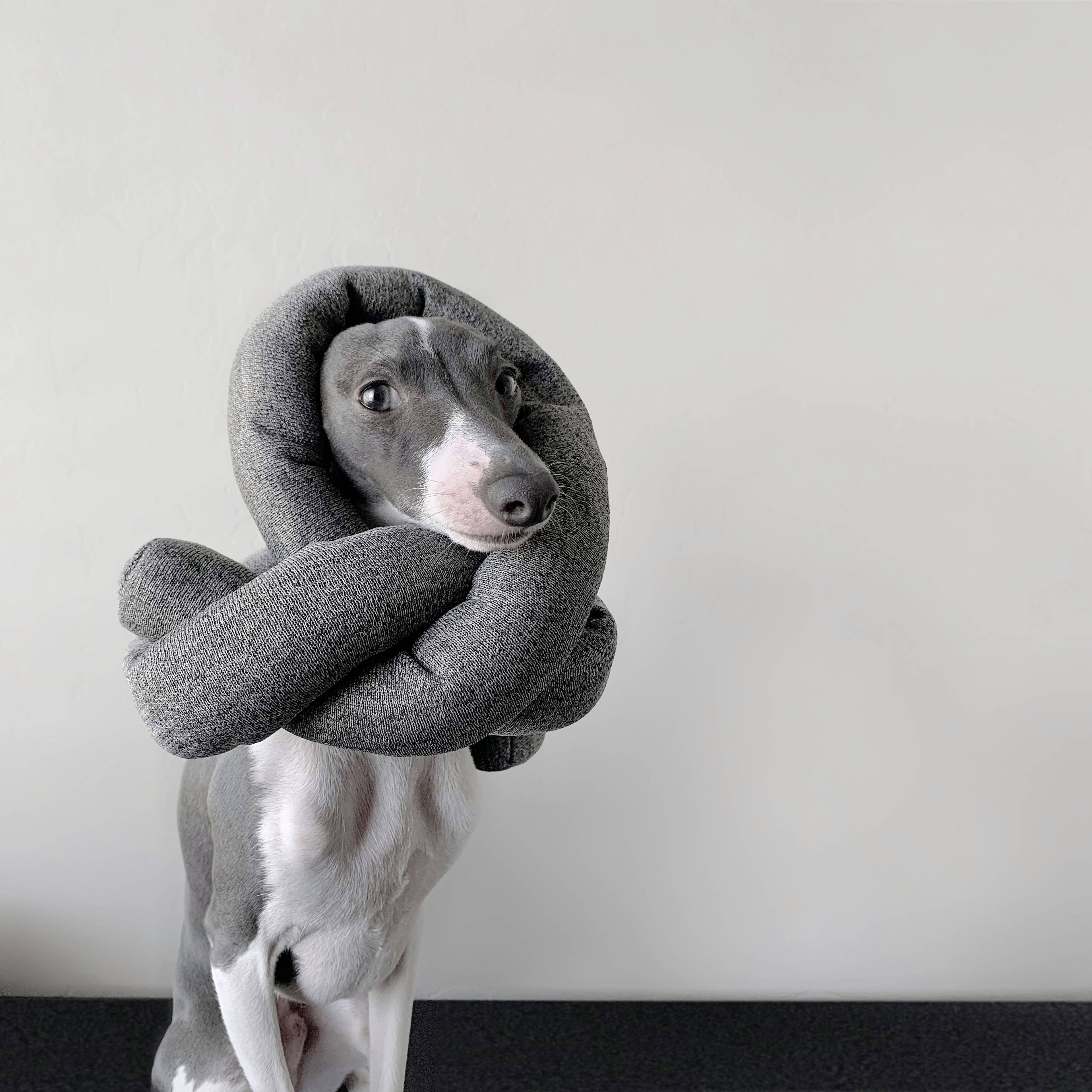 Lambwolf Collective - NOU | with Crinkle Clusters // Enrichment Dog Toy -  Charcoal