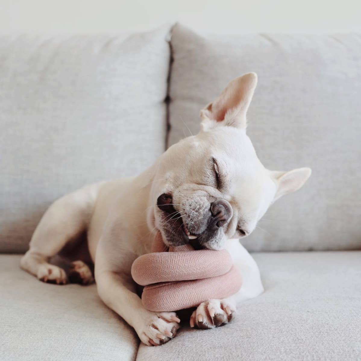 Lambwolf Collective - NOUNOU | Dogwood Flower with Squeakers // Enrichment Dog Toy