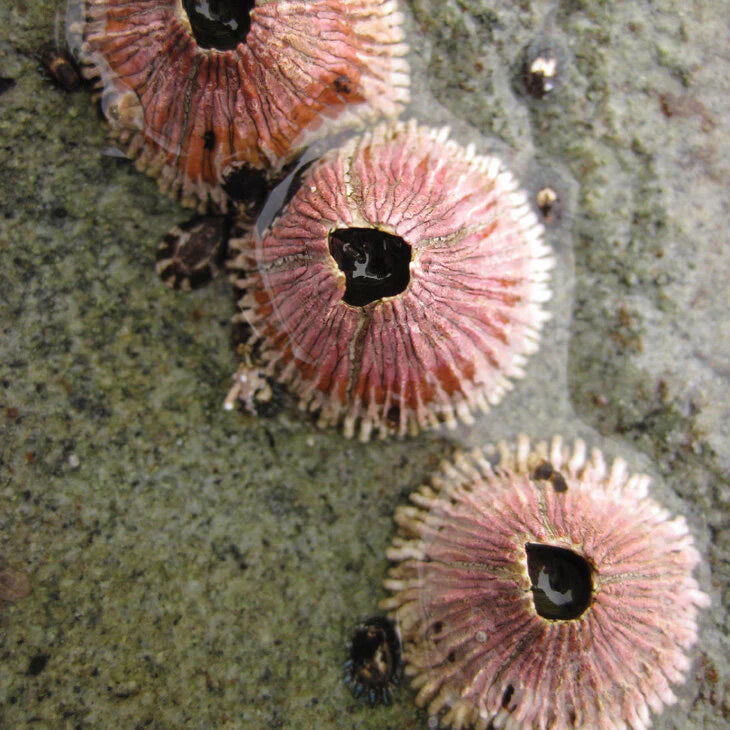 Oropopo Barnacle Bebe Earrings | Silver
