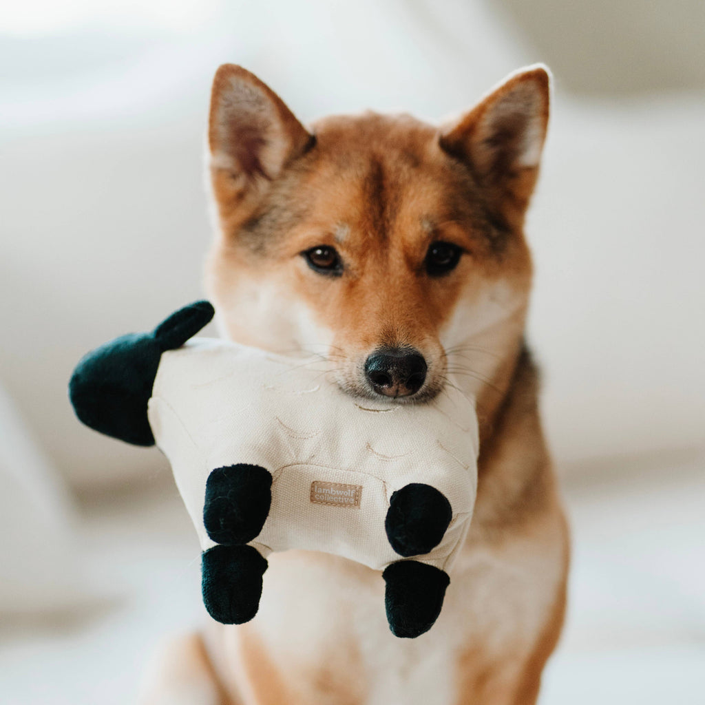 Lambwolf Collective - DOLLY // Squeaker Enrichment Dog Toy - Black Oat