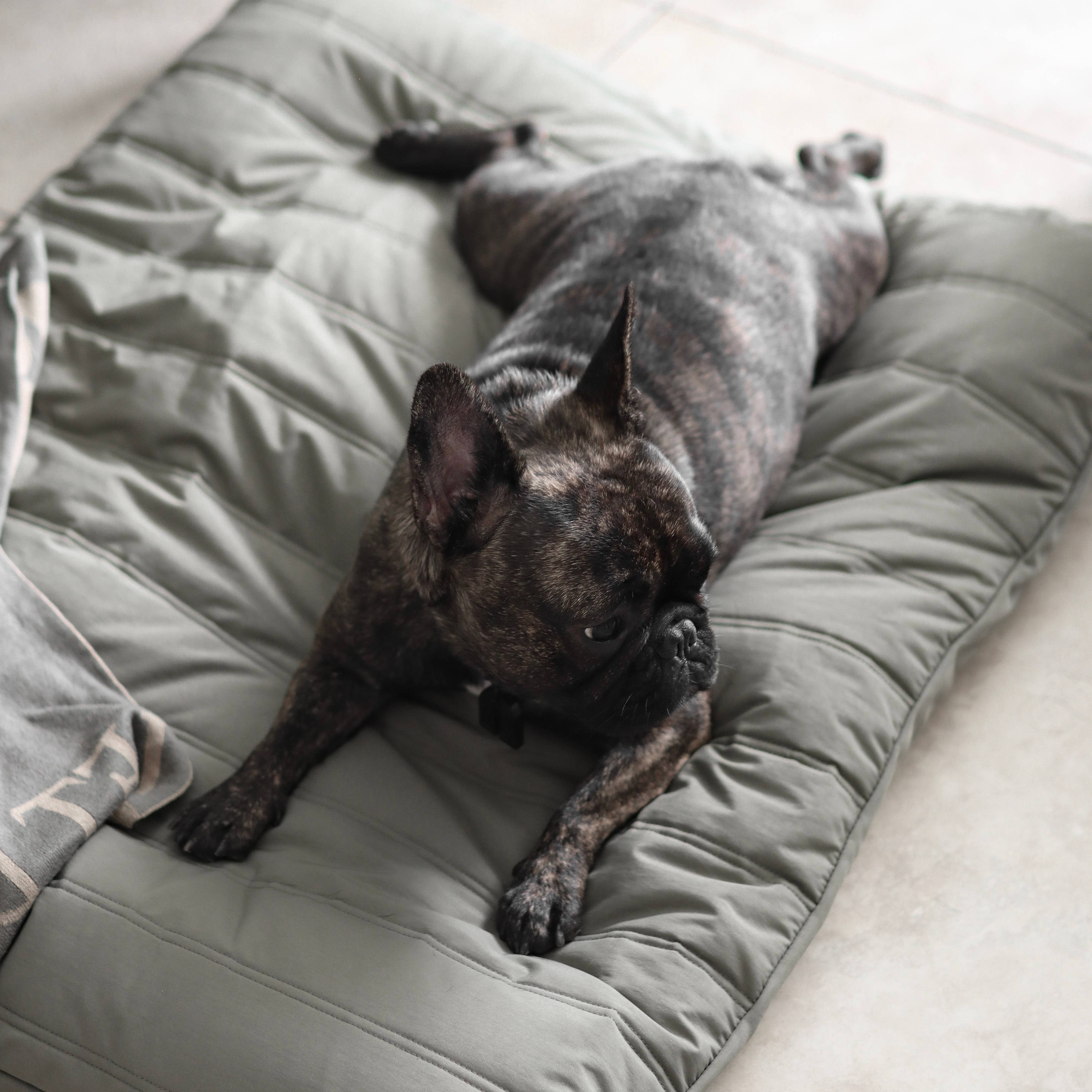 Lambwolf Collective - MAATIN // Dog Bed - Small | Fern