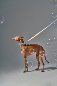 Wild One - Dog Leash - Holographic Lunar NEW!: Small / Holographic Lunar