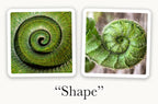 OuiSi Nature: Game of Visual Connection