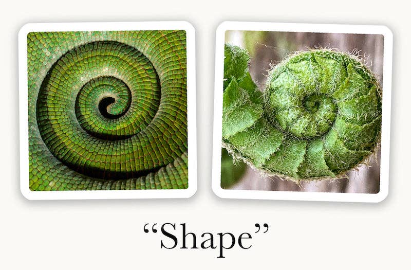 OuiSi Nature: Game of Visual Connection