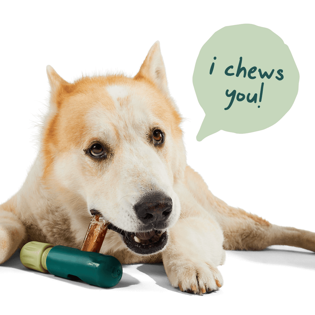 Woof - BullySafe Chews - Pure Collagen: Beef | 12-inch Five Pack