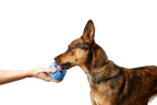 Woof - The Pupsicle - Stockist Exclusive French Blue: Small