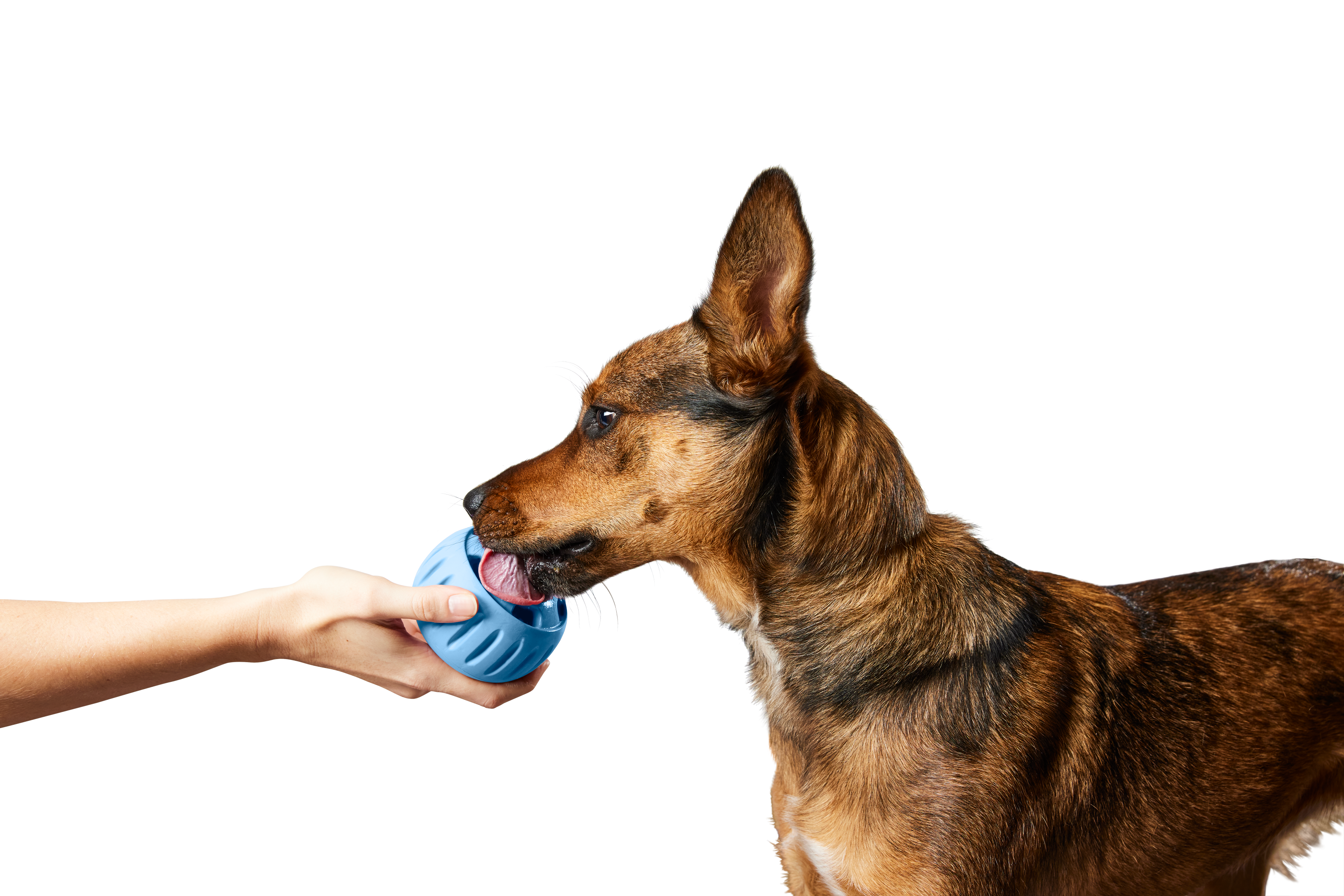 Woof - The Pupsicle - Stockist Exclusive French Blue: Small