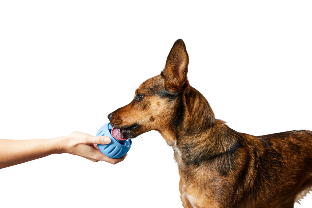 Woof - The Pupsicle - Stockist Exclusive French Blue: X-Large