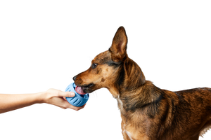 Woof - The Pupsicle - Stockist Exclusive French Blue: X-Large