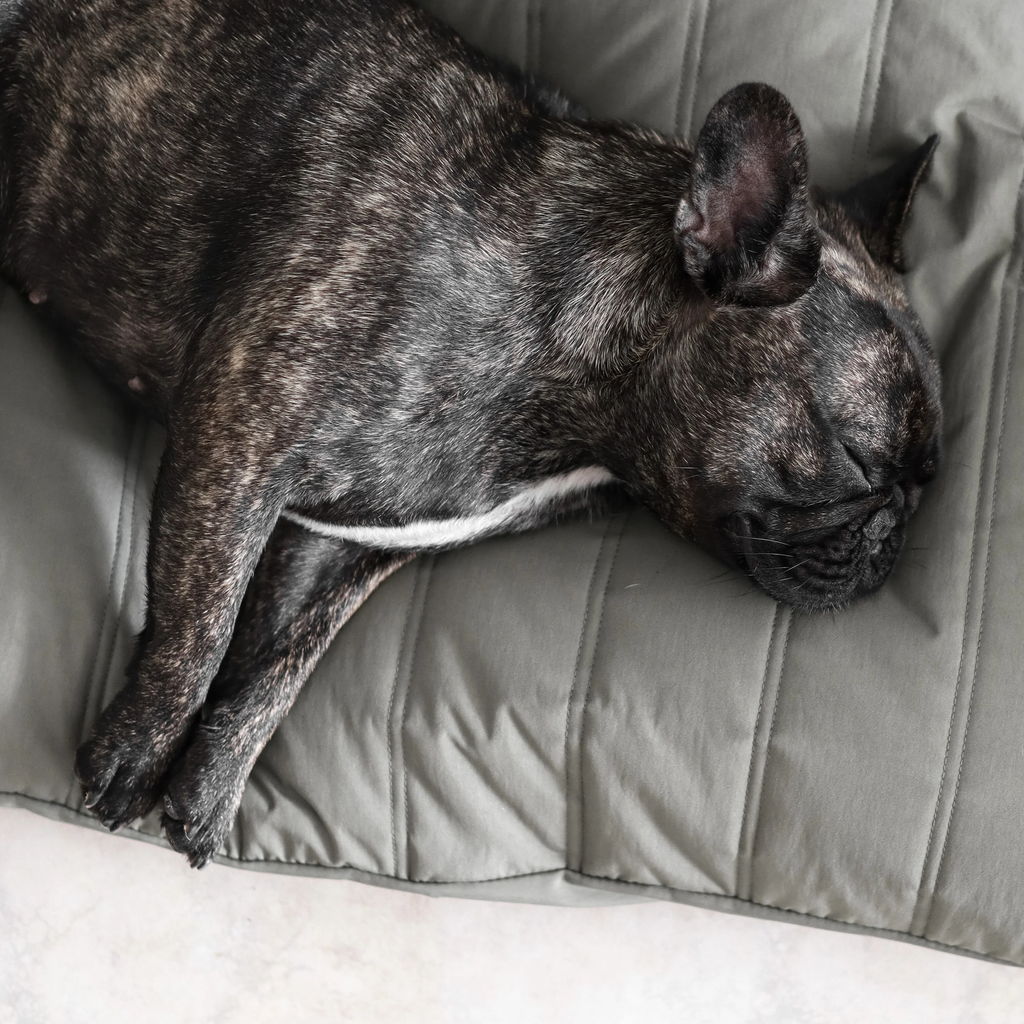 Lambwolf Collective - MAATIN // Dog Bed - Small | Koala