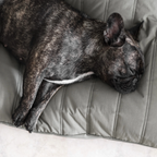 Lambwolf Collective - MAATIN // Dog Bed - Small | Koala