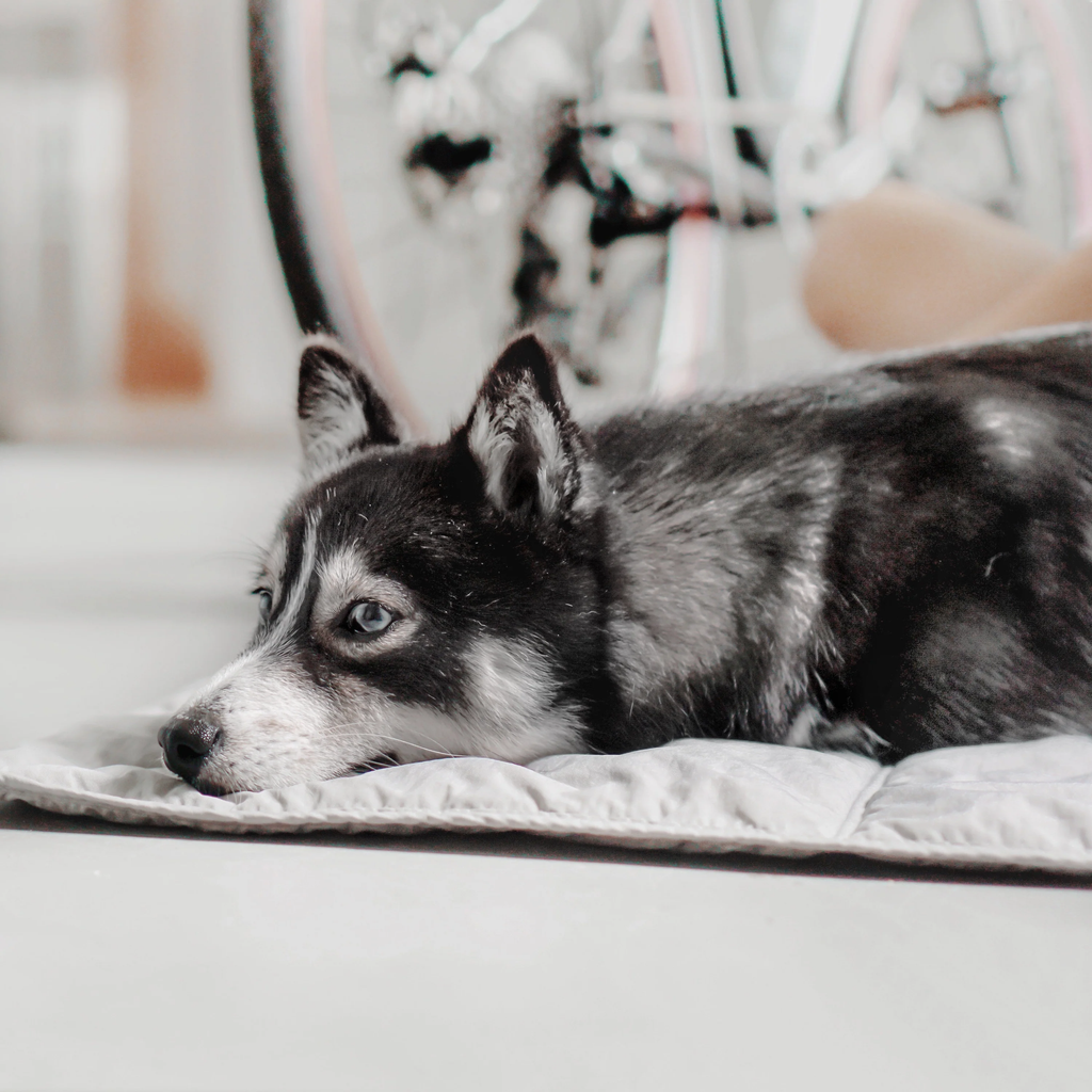 Lambwolf Collective - ORII | Ultralight Pet Travel Mat - Medium | Koala