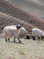 Oats & Rice Cashmere Crochet Gloves | Cream