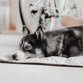 Lambwolf Collective - ORII | Ultralight Pet Travel Mat - Small | Koala