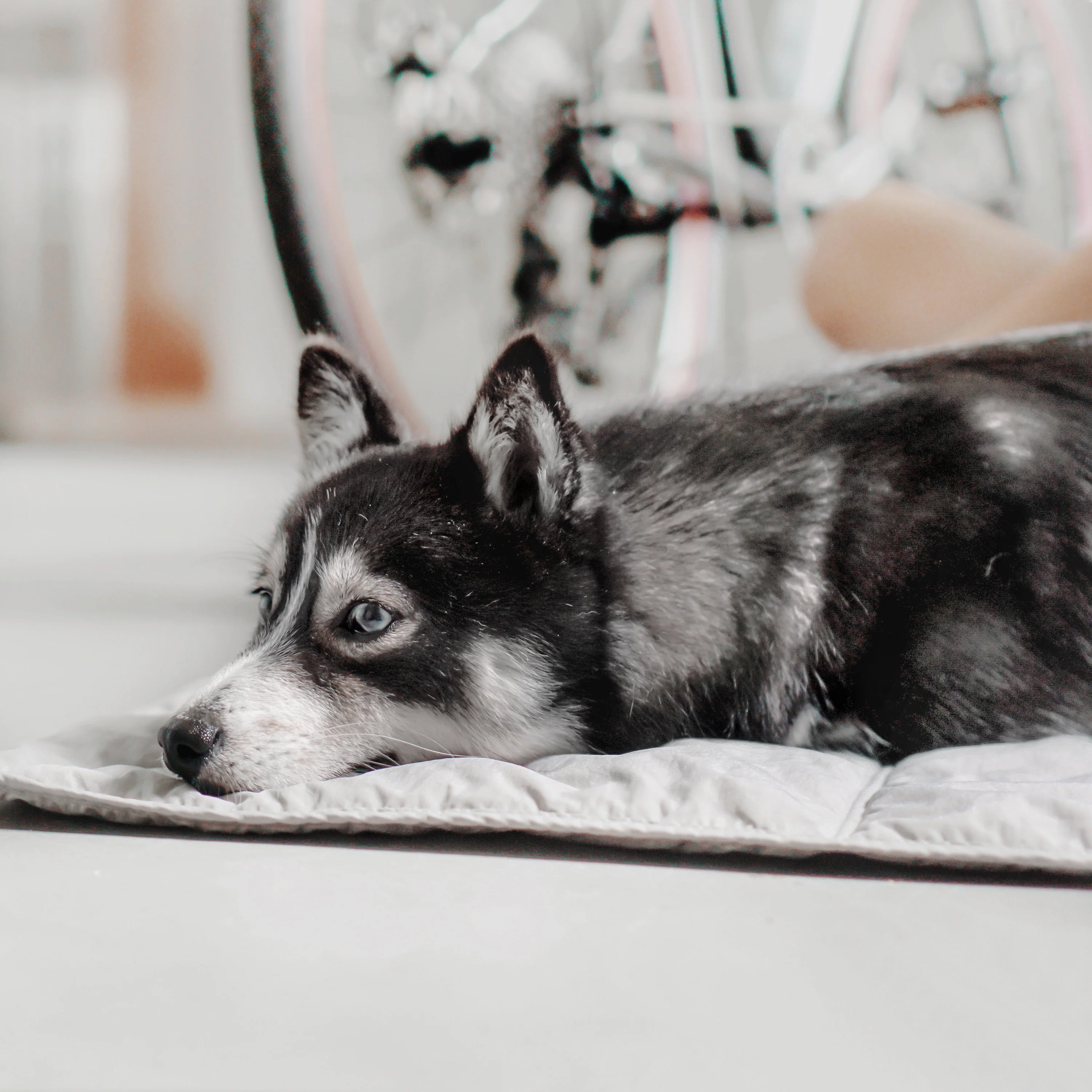 Lambwolf Collective - ORII | Ultralight Pet Travel Mat - Small | Koala